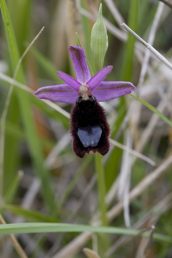 Ophrys fusca e Ophrys bertolonii